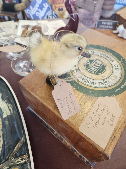 taxidermy duckling